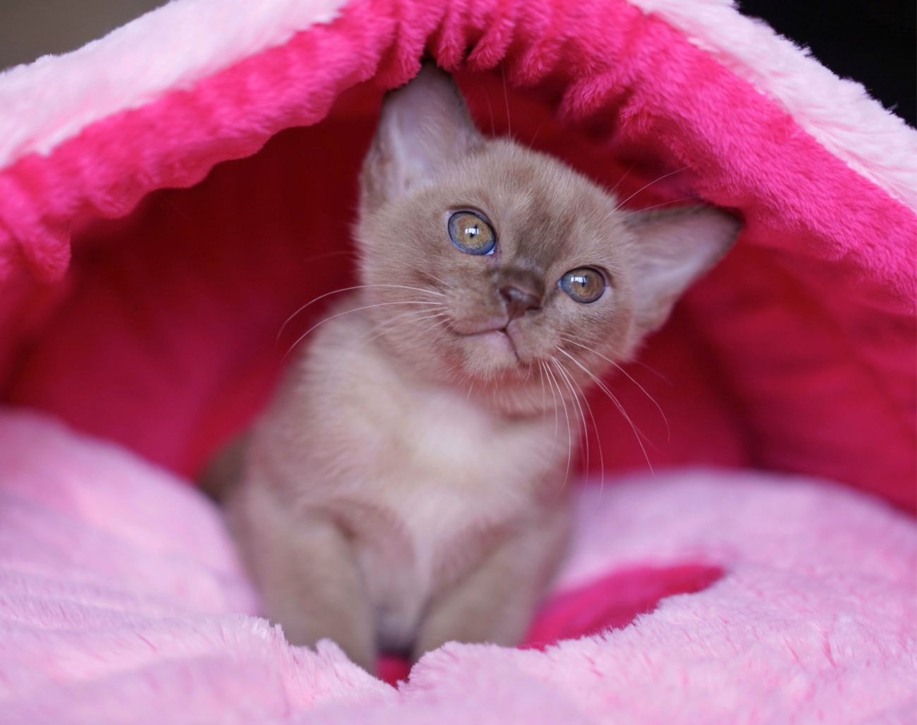 kupit burmanskogo kotenka v luchshem pitomnike 